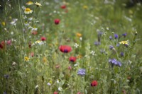 A wildflower meadow blooms with poppies, garland daisies and lacy phacelia amongst other flowers and grasses. Derrydown, NGS garden. July. Summer. 