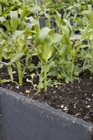 Companion planting of sweetcorn, peas and courgettes in raised beds made from recycled paving slabs. Derrydown, an NGS garden. July. Summer. 