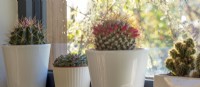 Flowering cacti on a window sill