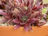 Sempervivum Irazu