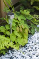 Design detail of plants in narrow border between gravel path and fence in summer. Epimedium foliage. July