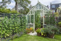 View of vintage style painted wooden greenhouse in town garden in summer. Raspberry plants behind bird netting, violas edging, sweet peas and lavenders in pots. July