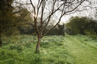 Wild garden below the formal garden at Balmoral Cottage, Kent in April, dotted with daffodils.