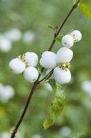 Symphoricarpos albus var. laevigatus - snowberry. November