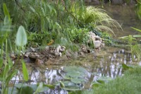 Stream with rocks and waterside planting including Acorus gramineus 'Ogon' - Japanese sweetflag and Water Lily - Nymphaeaceae sp.
