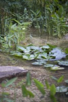 Aquatic plants in shallow stream through garden. Thalia dealbalta and Nymphaeaceae sp. 