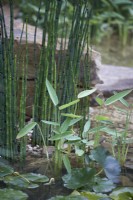 Equisetum hyemale, Water Lily - Nymphaeaceae sp. and Thalia dealbalta. Waterside and aquatic planting.