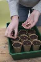 Sowing Bean 'Purple Tee Pee' in compostable pots