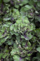 Kalettes - Flower sprouts - Brassica oleracea