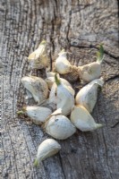 Allium sativum var. ophioscorodon 'Extra Early Wight' - Garlic