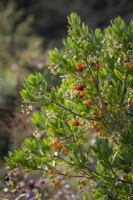 Arbutus unedo - Strawberry tree, Dalmatian strawberry, Killarney strawberry, Cane apple