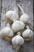 Allium sativum 'Solent Wight' - Garlic