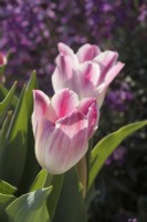 Tulipa 'Whispering dream' with Erysimum 'Bowles Mauve' behind
