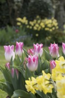 Tulipa 'Whispering dream' with Narcissus 'Pipit'