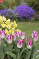 Tulipa 'Whispering dream' with Narcissus 'Pipit' and aubretia