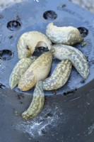 Limax flavus - Yellow Slugs breeding in stacked flower pots