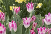 Tulipa 'Whispering dream' 