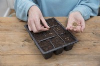 Multi-sowing Beetroot 'Alto' in modules