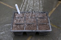 Gentle watering before sowing Beetroot 'Alto' in modules