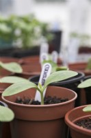 Courgette 'Defender' young plants in plastic pots