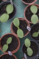 Courgette 'Defender' young plants in plastic pots