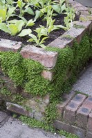 Detail of raised brick bed and step planted with Nicotinia and Soleirolia soleirolii growing in cracks 