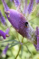 Bumblebee on Veronicastrum virginicum 'Fascination' in July
