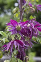 Clematis 'Edward Elgar'