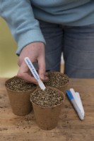 Labelling Courgette 'Romanesco' in compostable pots