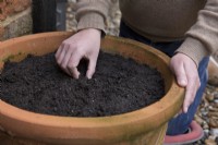 Sowing Spinach in outdoor container and covering using fingers