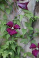 Clematis 'Madame Julia Correvon' - June