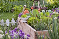 Raised bed and colander of harvest in organic kitchen garden.
