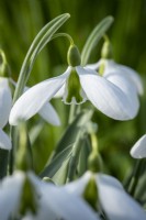 Galanthus 'John Gray'