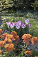 Tulipa 'Whispering dream' in container with Erysium 'Apricot Delight'