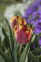 Tulipa - Helmar 