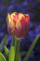 Tulipa - Helmar
