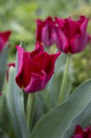 Tulip 'Red Dress'