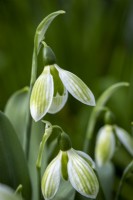 Galanthus 'Rosemary Burnham'