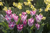 Tulipa 'Whispering dream' with Narcissus 'Pipit'