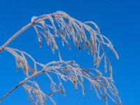 Common Bent - Agrostis capillaris in frost mid winter