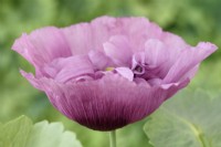 Papaver somniferum  'Tallulah Belle Blush'  Opium Poppy  One colour from mixed  July