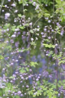  Thalictrum Splendide