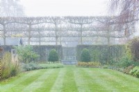 View of formal walled town garden with mist. Box topiary, line of pleached field maples and hawthorn hedge forming internal boundary. Mown lawn. December