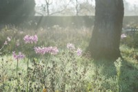 Nerine bowdenii - Cornish lily. Misty morning in December.