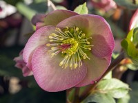 Helleborus x hybridus 'Penny's Pink' January Norfolk