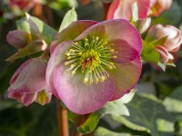 Helleborus x hybridus 'Penny's Pink' January Norfolk
