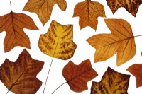 Autumnal Tulip tree leaves on white background