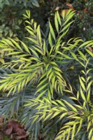 Mahonia eurybracteata 'Sweet Winter'