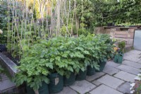 Potatoes- International Kidney, Swift, Casablanca, Rocket, Charlotte and Pink Fir Apple growing in bags in a kitchen garden
