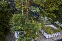 The IBC Pocket Forest. Intermediate Bulk Containers re-purposed as planters. Plants include Asplenium scolopendrium, Dryopteris, Polystichum, Astrantias and aquatics.  Designer: Sara Edwards. Chelsea Flower Show 2021.